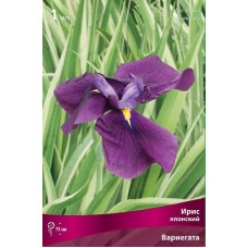 Ирис Вариегата (японский)