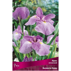 Ирис Велвети Квин (японский)