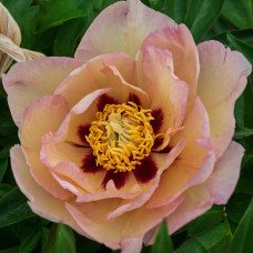 Пион Пастель Сплендор (ИТО-гибриды)