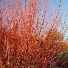 Ива белая Чермезина