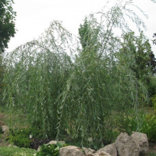 Ива Водопад 