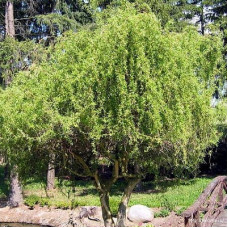 Ива извилистая