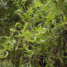 Ива Свердловская извилистая