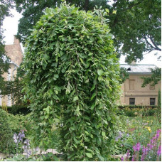 Ива козья Килмарнок