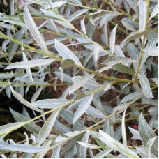 Ива лохолистная