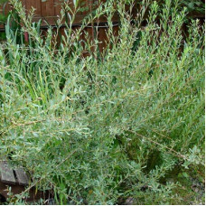 Ива пурпурная Маяк