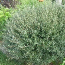 Ива пурпурная Нана