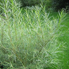 Ива розмаринолистная