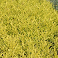 Ива сахалинская Голден Саншайн