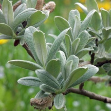 Ива швейцарская Гельветика