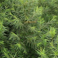 Ива Шверина улучшенная