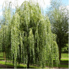 Ива белая Тристис