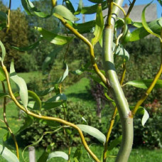 Ива вавилонская Урал