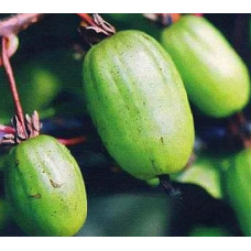 Актинидия коломикта Изобильная 