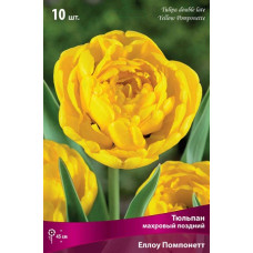 Тюльпан Еллоу Помпонетт (махровый поздний)