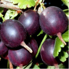 Йошта (крыжовник х смородина)