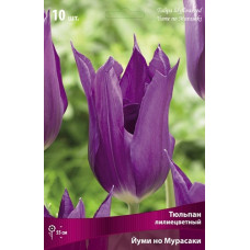 Тюльпан Йуми но Мурасаки (лилиецветный)