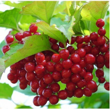 Калина красная Таежные рубины