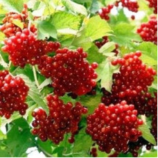 Калина красная Жолобовская