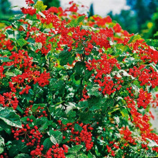 Калина обыкновенная Компактум