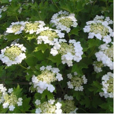 Калина обыкновенная Ксантокарпум