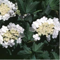 Калина обыкновенная Нанум