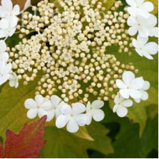 Калина обыкновенная Парк Харвест