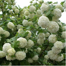 Калина обыкновенная Розеум