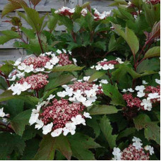 Калина Сарженти Онондага