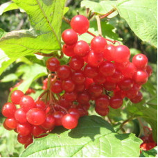Калина красная Шукшинская