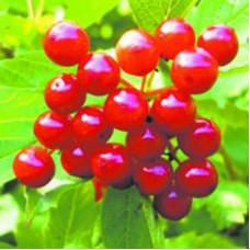 Калина красная Соузга