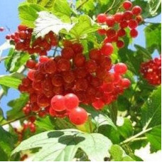 Калина красная Ульгень