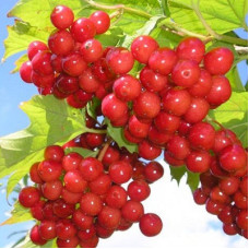 Калина красная Зарница