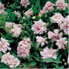 Калистегия плющелистная Флора Плено