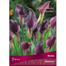 Калла Аметист