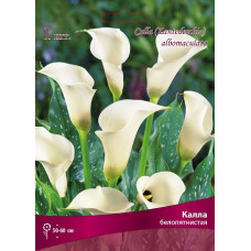 Калла белопятнистая
