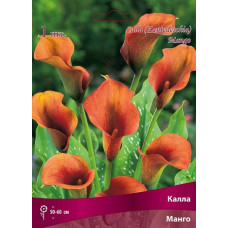 Калла Манго