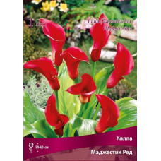 Калла Маджестик Ред