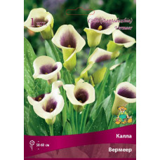 Калла Вермеер 