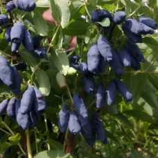 Жимолость съедобная Камчадалка