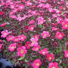 Камнеломка Арендса Пикси Пан Ред  