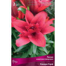 Лилия Канари Уорф 