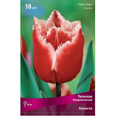 Тюльпан Канаста