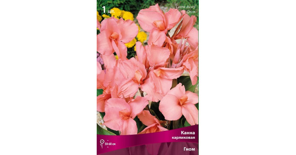 Канна Гном (карликовая) купить с доставкой в магазине Чистый Мир.