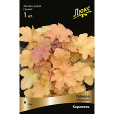 Гейхера Карамель (гибридная)