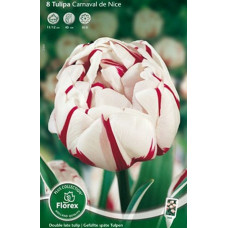 Тюльпан Карнавал де Нис