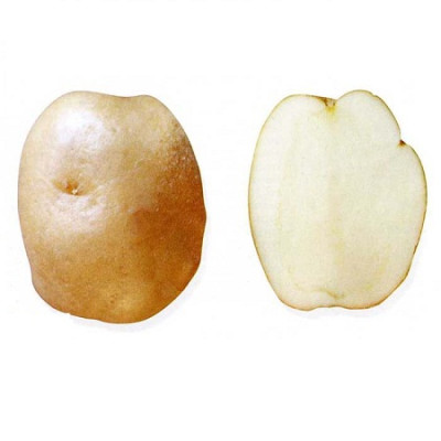 Картофель семенной Лорх (ЭЛИТА) (сетка 2 кг)