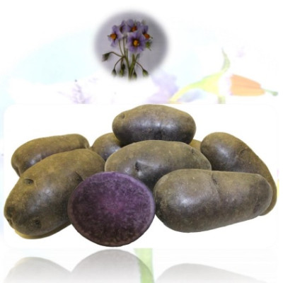 Картофель семенной Фиолетовый (ЭЛИТА) (сетка 2 кг)