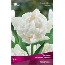 Тюльпан Касабланка