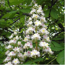 Каштан конский обыкновенный